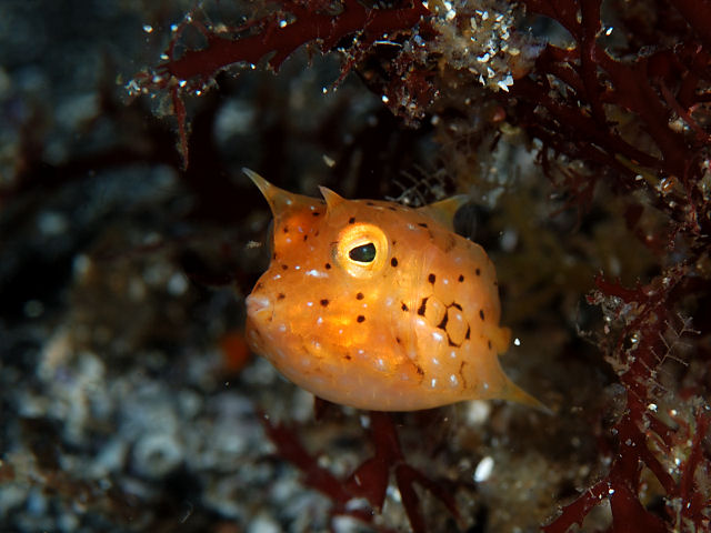 シマウミスズメ - Izuzuki海の生き物大図鑑(笑)