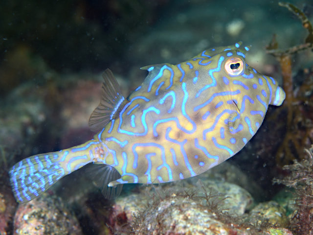 シマウミスズメ Izuzuki海の生き物大図鑑 笑