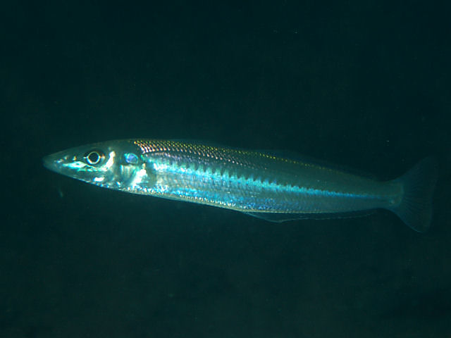 米海軍のイルカが海底で130年前の魚雷を発見