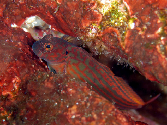 スジタテガミカエルウオ Izuzuki海の生き物大図鑑 笑