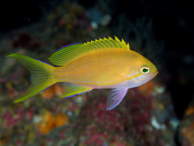 スミレナガハナダイ Izuzuki海の生き物大図鑑 笑