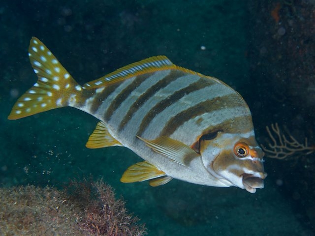 タカノハダイ Izuzuki海の生き物大図鑑 笑