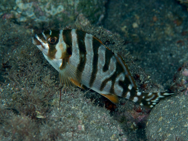 タカノハダイ Izuzuki海の生き物大図鑑 笑