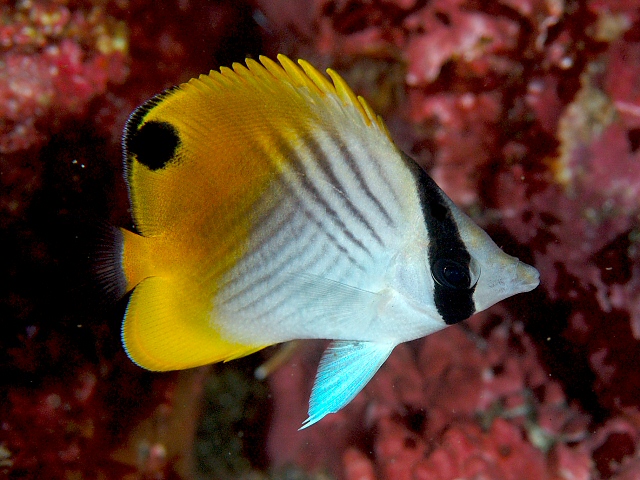 トゲチョウチョウウオ Izuzuki海の生き物大図鑑 笑