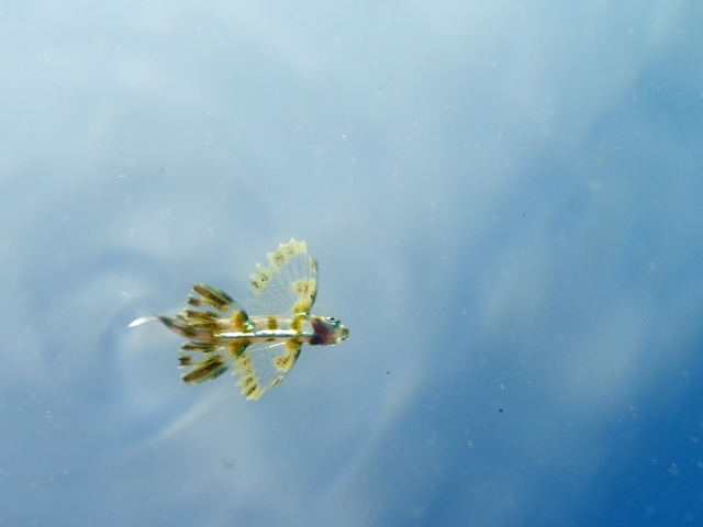 ツクシトビウオ Izuzuki海の生き物大図鑑 笑