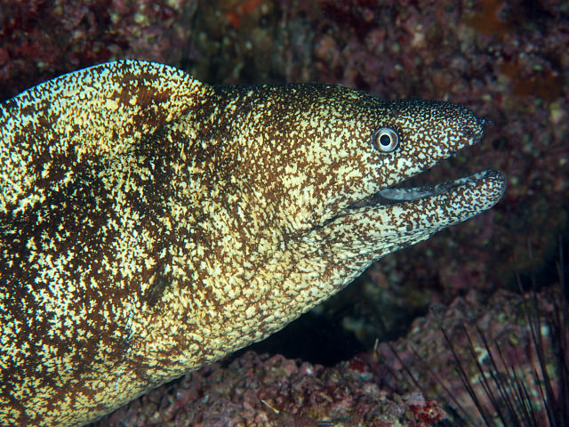 ウツボ Izuzuki海の生き物大図鑑 笑