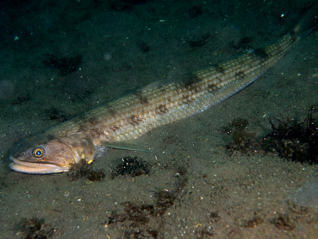 ワニについての好奇心 - 最大のワニは海産ワニです