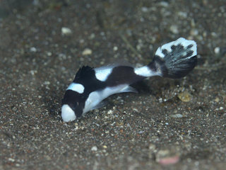 アジアコショウダイの大きい幼魚