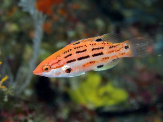 アカホシキツネベラ