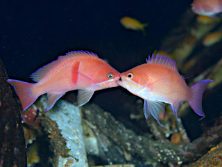 アカオビハナダイのケンカ