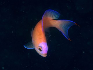 頭が紫のアカオビハナダイ