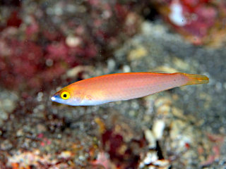 アオスジオグロベラの幼魚