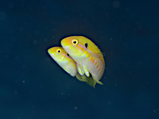 フタホシキツネベラの産卵