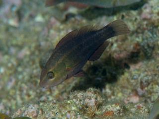 ハゲブダイの少し育った幼魚