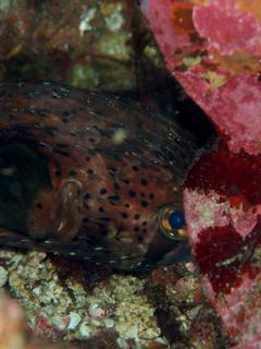 岩陰に隠れるハリセンボン