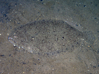 ヘラガンゾウビラメ