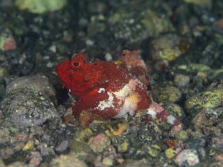 腹パンのヒメサツマカサゴ