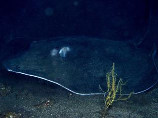 ホシエイ老成魚