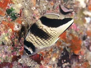 台風後に見かけたカガミチョウチョウウオ