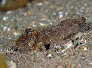 カゴシマオコゼ