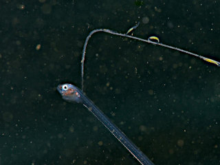 カクレウオ科の一種1