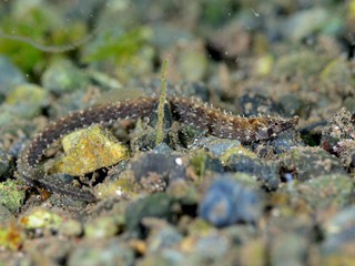 カンムリヨウジ