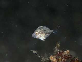 カワハギの幼魚