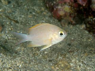 白い砂地の白いコガネスズメダイ