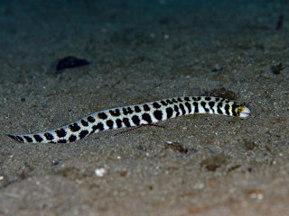 クモウツボの全身