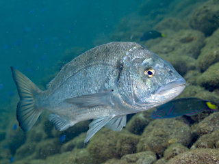 45R 海の生き物達 Izuzuki Diver - 伊豆半島の海で逢える生き物達