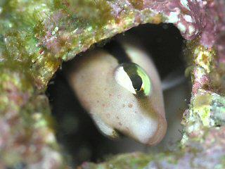 クロスジギンポのお父さん