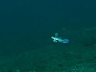 高くホバリングするクサハゼ