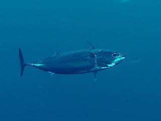マルソウダ