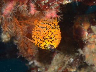 マツカサウオ