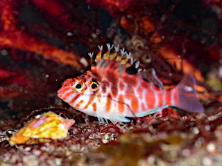 ミナミゴンベyg