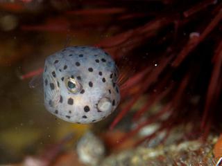 ミナミハコフグの着底直後の幼魚