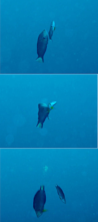 ムナテンベラの産卵上昇