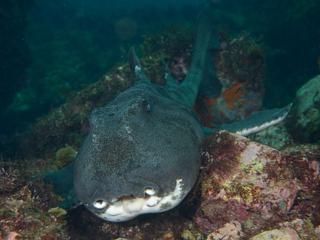 ネコザメ老成魚