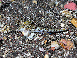 ネズミゴチのチビッコ(?)