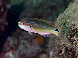 ニシキイトヒキベラ