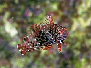 23 種類のゼラニウム - ゼラニウム ノドサム L.