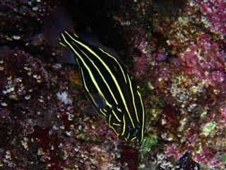 ヌノサラシの幼魚