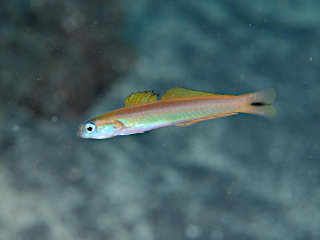 オグロクロユリハゼ