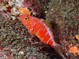 オシャレハナダイ