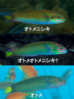 オトメニシキとオトメベラの比較