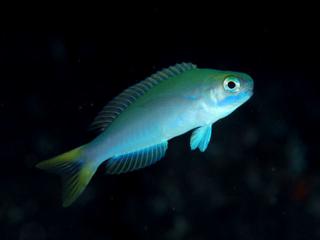 エケベリア リラシナ:手入れと繁殖 - エケベリア リラシナの土壌と肥料