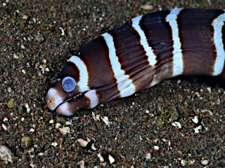 シマアラシウツボ