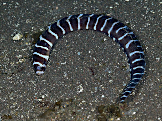 シマアラシウツボの全身