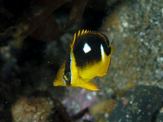 シテンチョウチョウウオ