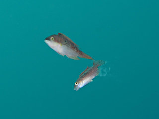 タコベラの産卵